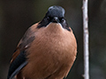 Rufous Sibia, Jungle Lore Birding Lodge, Pangot, India