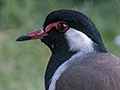 Red-wattled Lapwing, Ashok Country Resort, New Delhi, India
