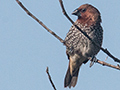 Scaly-breasted Munia, Sri Lanka