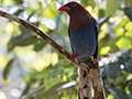 Sri Lanka Blue-Magpie, A Sri Lankan Endemic, Sri Lanka