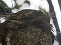 Sri Lanka Frogmouth, Sri Lanka