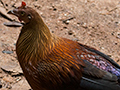 Sri Lanka Junglefowl, A Sri Lankan Endemic, Sri Lanka