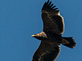 Steppe Eagle, Gardur Lake, India