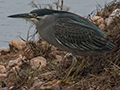 Striated Heron, Sri Lanka