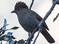 Striated Laughingthrush, Binayak Road from Pangot to Binayak, India