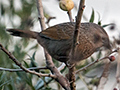 Streaked Laughingthrush, India