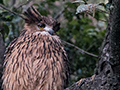 Tawny Fish-Owl, Chappi River, India