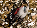 Wallcreeper, India