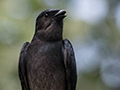 White-bellied Drongo, Kitulgala, Sri Lanka