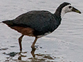 White-breasted Waterhen, Sri Lanka