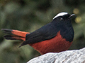 White-capped Redstart, Chappi River, India
