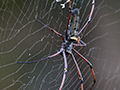 Giant Wood Spider, Sri Lanka