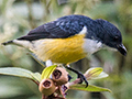 White-throated Flowerpecker, Sri Lanka