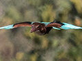 White-throated Kingfisher, Tiger Camp, India