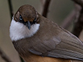 White-throated Laughingthrush, Jungle Lore Birding Lodge, Pangot, India