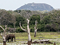 Yala National Park, Sri Lanka