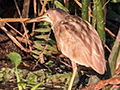 Yellow Bittern, Thalangama Lake and Road, Colombo, Sri Lanka
