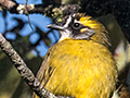 Yellow-eared Bulbul, A Sri Lankan Endemic, Horton Plains National Park, Sri Lanka