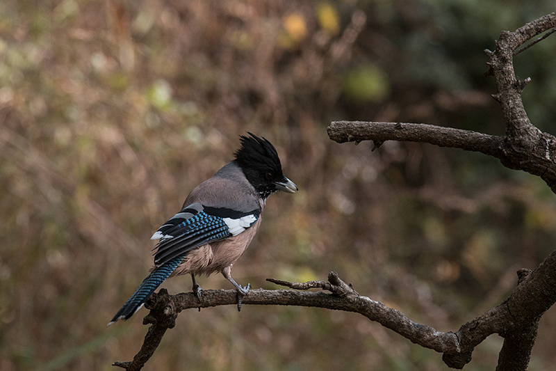 Black-headed Jay, Jungle Lore Birding Lodge, Pangot, India