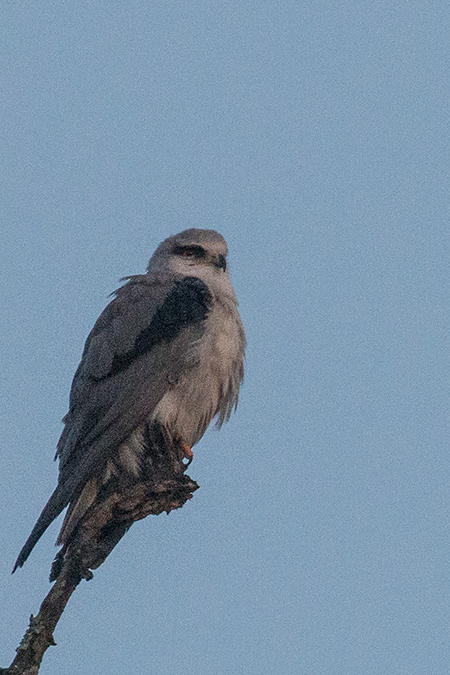 Black-shouldered Kite, Jim Corbett National Park, India