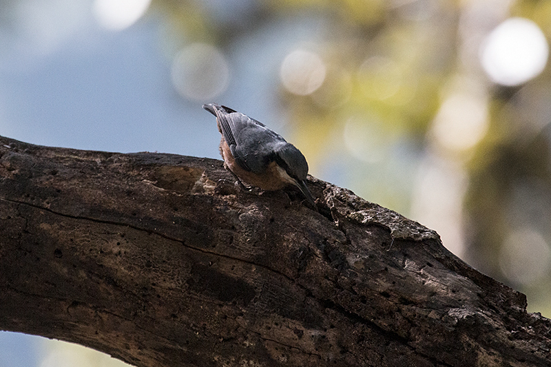 Chestnut-bellied Nuthatch, Gardur Lake, India
