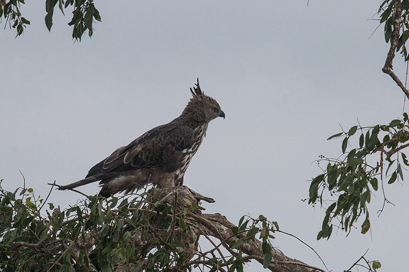 Crested Hawk-Eagle, Yala National Park, Sri Lanka