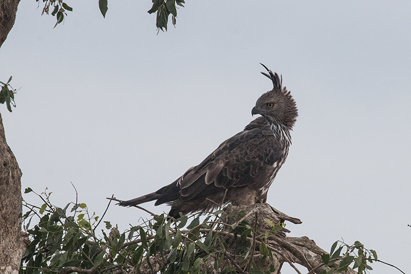 Crested Hawk-Eagle, Yala National Park, Sri Lanka