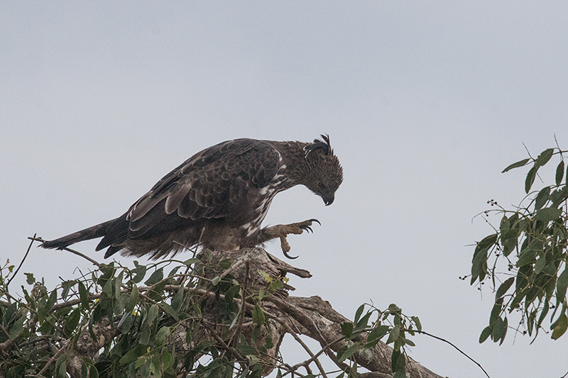 Crested Hawk-Eagle, Yala National Park, Sri Lanka