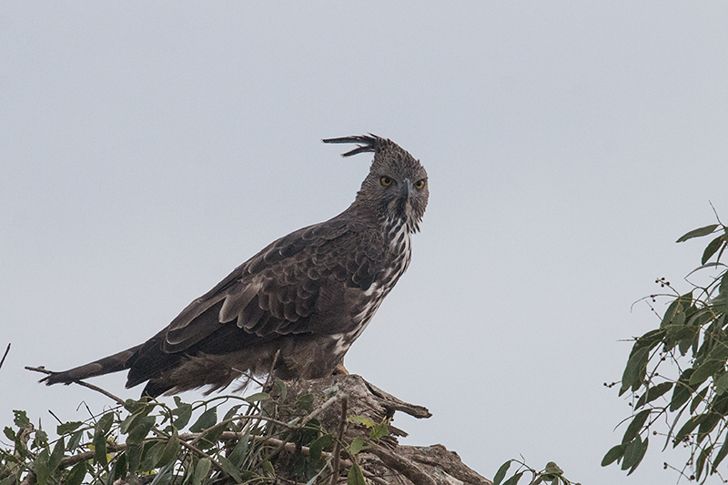 Crested Hawk-Eagle, Yala National Park, Sri Lanka