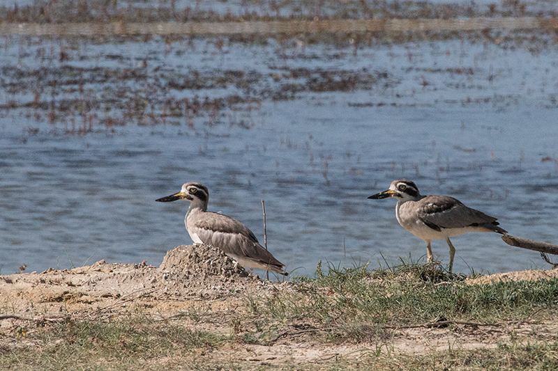 Great Thick-knee, Yala National Park, Sri Lanka