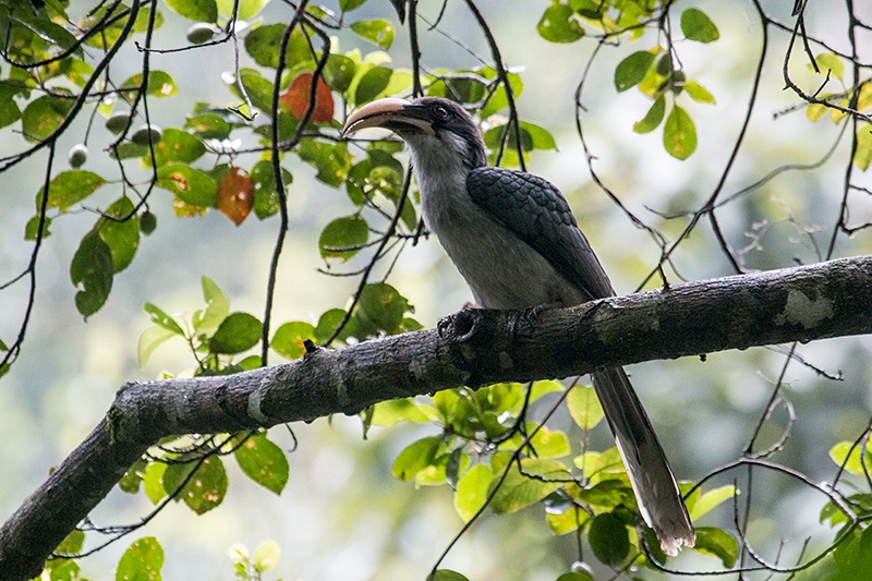 Sri Lanka Gray Hornbill, a Sri Lanka Endemic, Sinharaja Forest Reserve Entrance, Sri Lanka