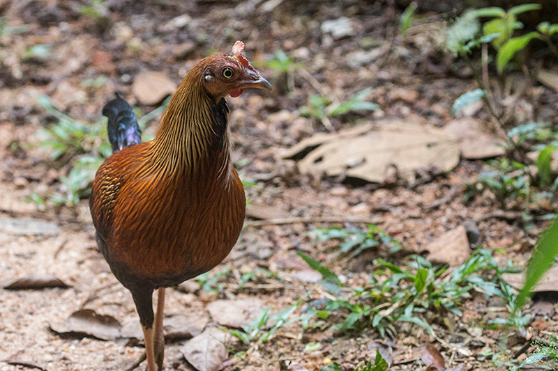 Sri Lanka Junglefowl, A Sri Lankan Endemic, Sinharaja Forest Reserve, Sri Lanka