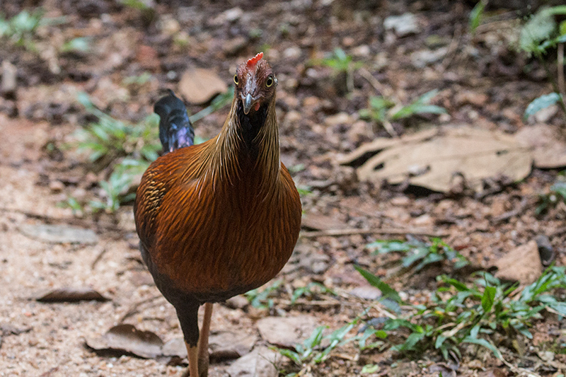 Sri Lanka Junglefowl, A Sri Lankan Endemic, Sinharaja Forest Reserve, Sri Lanka