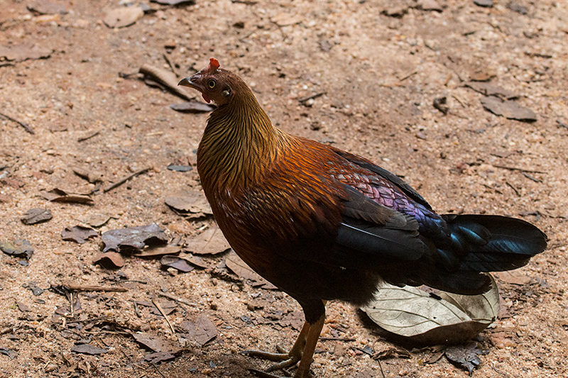 Sri Lanka Junglefowl, A Sri Lankan Endemic, Sinharaja Forest Reserve, Sri Lanka