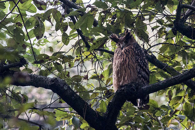Tawny Fish-Owl, Chappi River, India