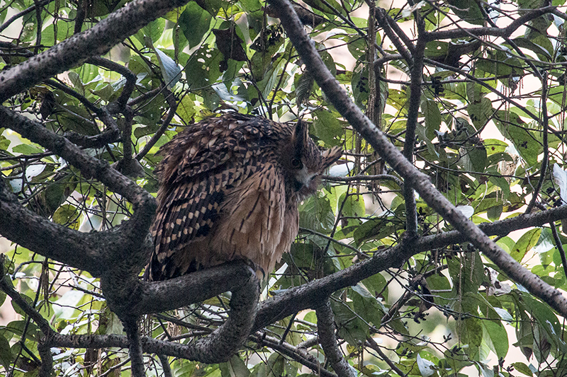 Tawny Fish-Owl, Chappi River, India
