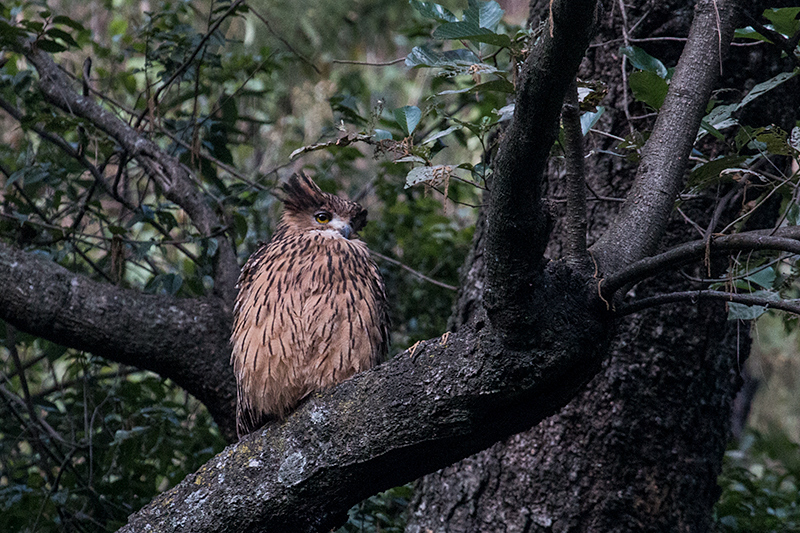 Tawny Fish-Owl, Chappi River, India
