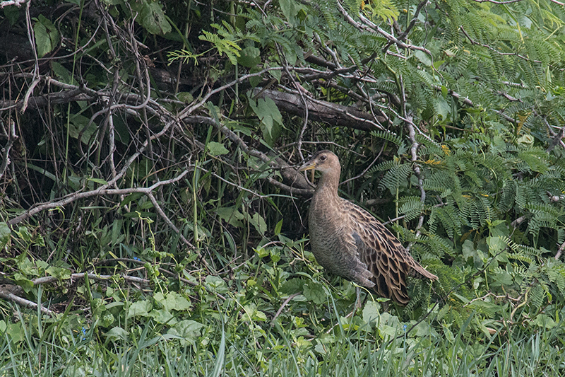 Female Watercock, Yala National Park, Sri Lanka