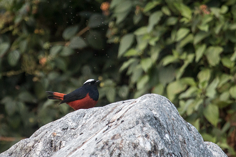 White-capped Redstart, Chappi River, India