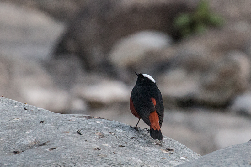 White-capped Redstart, Chappi River, India