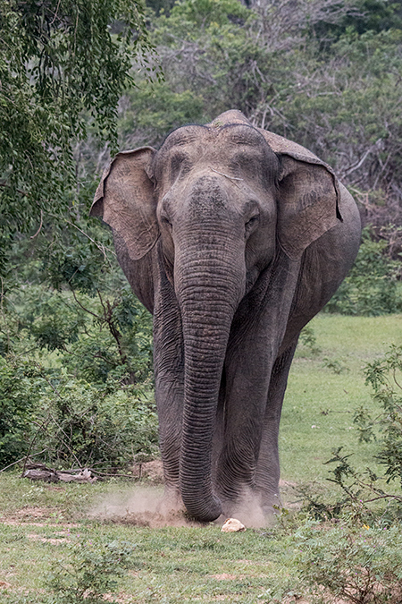 Sri Lankan Elephant, Yala National Park, Sri Lanka
