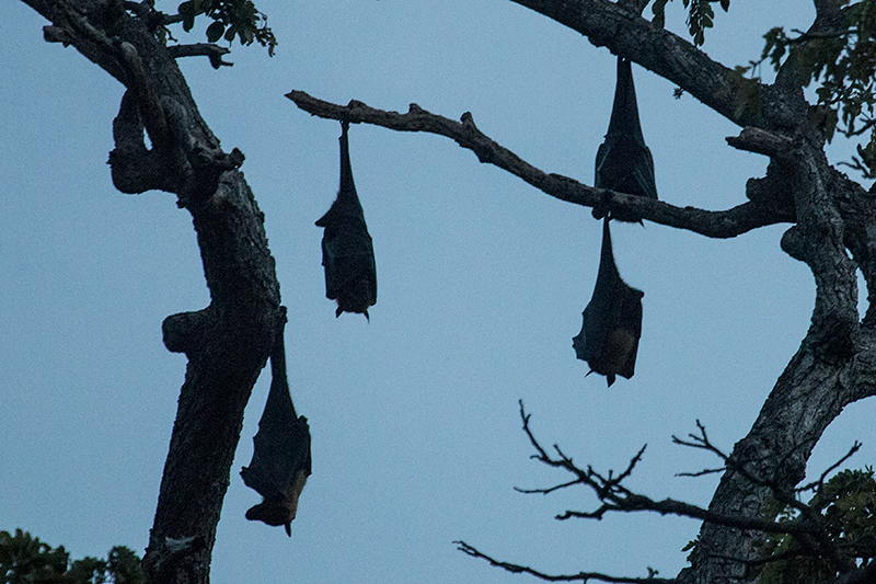 Fruit Bats, Jetwing Yala, Sri Lanka