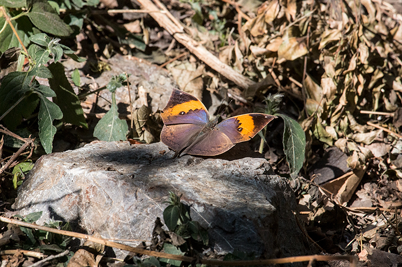 Oakleaf Butterfly, Gardur Lake, India