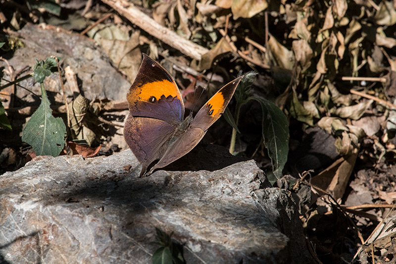 Oakleaf Butterfly, Gardur Lake, India