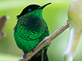 The Birds of Jamaica and OtherJamaican Images by Richard L. Becker