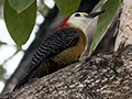 Jamaican Woodpecker, A Jamaican Endemic, Hope Gardens, Kingston, Jamaica