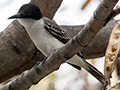 Loggergead Kingbird, Knutsford Court Hotel, Kingston, Jamaica