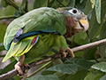 Yellow-billed Parrot, A Jamaican Endemic, Hope Gardens, Kingston, Jamaica
