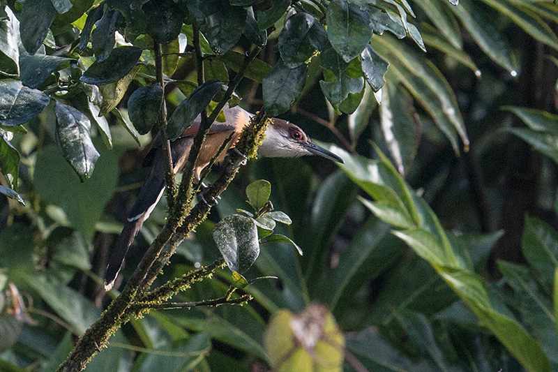Jamaican Lizard-Cuckoo, A Jamaican Endemic, Ecclesdown Road, Jamaica