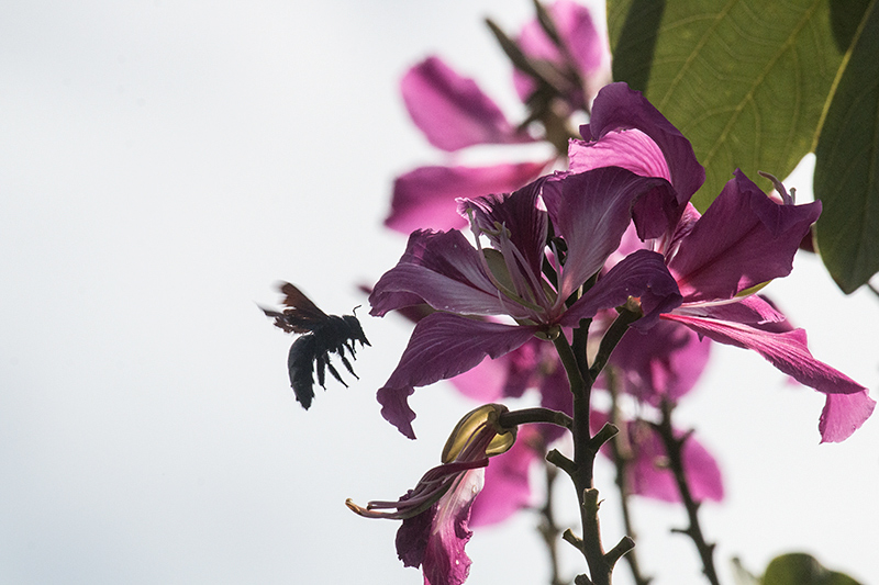 Bee at Magenta Flower, Emancipation Park, Kingston, Jamaica
